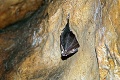 V Slovenskom krase objavili 27-ročného rekordéra: Takto vyzerá netopier matuzalem