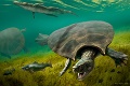 Neskutočný objav: Južnú Ameriku kedysi obývali korytnačky veľké ako auto