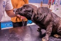 Ďalší prípad týraného psíka, ktorého zachránili v poslednej chvíli: Páska sa mu prerezala až k zubom!
