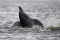 Kto je tohto schopný?! Pri Floride našli mŕtve delfíny so strelnými a bodnými ranami
