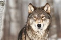 Krvavé divadlo v Tatrách otriaslo aj odborníkmi: Vlk strhol jelenča 10 metrov od ľudí