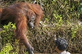 Dojímavé gesto orangutana: Daj ruku, zachránim ťa!