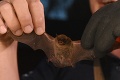Príčinou nového koronavírusu môže byť nelegálny obchod s netopiermi: Zásadný objav
