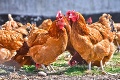 Ďalšia facka pre Dánsko: Usmrtili milióny noriek, nasledujú kurčatá, objavilo sa ohnisko vtáčej chrípky