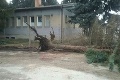 Víchrica sa cez noc presunula na východ Slovenska: Spadnuté stromy aj zatopené pivnice
