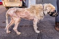 Týraný Bob nemal na nohách žiadne svaly: Ohromujúci pokrok psíka v láskyplnej opatere ľudí