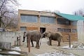 Veľká oslava v zoo Bojnice: Ikonické slonice Maja a Gula majú narodeniny! Poznáte ich príbeh?