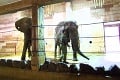 Smutná správa pre slonice v bojnickej zoo: Maja a Gula sa nového domova tak skoro nedočkajú