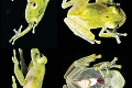 Vedci objavili nový druh sklenenej žaby: Aha, som priesvitná