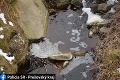 Do potoka Stráň sa dostala odpadová voda zo skládky: Vážne následky
