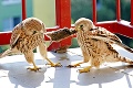 Unikátne paparazzi FOTO zo súboja dvoch sokolov: Vtáky si to rozdali na balkóne!