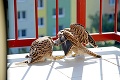 Unikátne paparazzi FOTO zo súboja dvoch sokolov: Vtáky si to rozdali na balkóne!