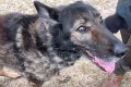 Muži zákona prišli s ponukou, aká sa neodmieta: Najstarší policajný psík ide do dôchodku, hľadá milujúci domov