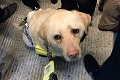 Smutný zážitok slepého muža: V metre mu nikto neuvoľnil miesto, doplatil na to psík