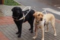 V Levoči predstavili najlepších štvornohých pomocníkov: Slepecký pes stojí ako nový tereniak