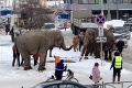 V Rusku z cirkusu ušli slony a premávali sa po ulici: Radosť im urobil sneh