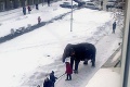V Rusku z cirkusu ušli slony a premávali sa po ulici: Radosť im urobil sneh