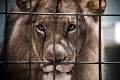 Levy v zoo nechali vyhladovať na kosť a kožu: FOTKY, z ktorých krváca srdce