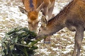 Zvieratká v košickej zoo mali druhé Vianoce: Stromčeky recyklovali zubry aj ťavy