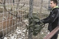 Zvieratká v košickej zoo mali druhé Vianoce: Stromčeky recyklovali zubry aj ťavy