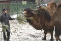 Nečakané prekvapenie v košickej zoo: Ťavia mama Vanda pokorila s mláďatkom č. 6 osobný rekord
