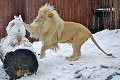 Zvieratá z teplých oblastí sa zo snehu tešia najviac: Takúto zábavu mali v zoo pri poslednej snehovej nádielke!