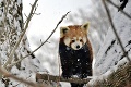 Zvieratá z teplých oblastí sa zo snehu tešia najviac: Takúto zábavu mali v zoo pri poslednej snehovej nádielke!