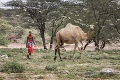 Východná Afrika čelí najhoršej invázii sarančí za 25 rokov: Ľudia sa boja, že ich zvieratá umrú hladom