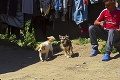 Košičanov vystrašili správy o masívnej otrave psov: Rozuzlenie, ktoré nik nečakal!