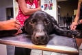 Neuveriteľná krutosť! Slováci našli na dedine psíka na pokraji života: Z toho, čo mu objavili v tele, spustíte plač