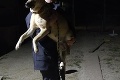 Najkrajší záver pátrania po opustených psíkoch v okolí Myjavy: Policajt zachránil fenku a jej 9 šteniatok!