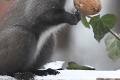 Z fotiek maškrtnej veveričky sa roztopíte: Jedným skokom k orechu!
