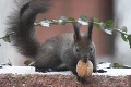 Z fotiek maškrtnej veveričky sa roztopíte: Jedným skokom k orechu!