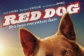 V hlavnej úlohe psí hrdina: Skutočné príbehy filmových chlpáčov