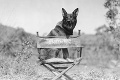 V hlavnej úlohe psí hrdina: Skutočné príbehy filmových chlpáčov