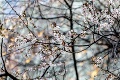 Nezvyčajný úkaz pri Račianskom mýte v Bratislave vás zarazí: Stromy rozkvitli ako na jar