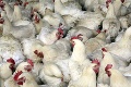 Poľsko bojuje s vtáčou chrípkou a prehráva: Veterinári utratili 40 000 kusov hydiny