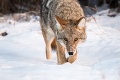V Chicagu vyčíňajú agresívne kojoty: Dva útoky za jeden deň! Chlapčekovi zahryzli do hlavy