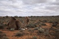 Situácia je už neúnosná: Austrália začala s odstrelom 10 000 divokých tiav