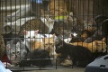 V petrohradskom útulku pre zvieratá vypukol požiar: Hasiči zachránili 300 mačiek