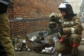 V petrohradskom útulku pre zvieratá vypukol požiar: Hasiči zachránili 300 mačiek