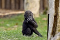 Požiar v nemeckej zoo zabil opice: Priznala sa matka s dcérami