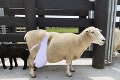 Veterinár zmiernil trápenie ovečky kreatívnym spôsobom: Pred eutanáziou ju uchránila dámska podprsenka
