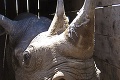V Tanzánii uhynul najstarší nosorožec na svete: Fausta sa mala dožiť 57 rokov