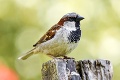 Neskutočné, čo dokáže príroda: Prečo vplietajú vrabce do hniezd bylinky?