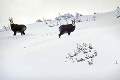 Prituhlo: Kamzíky utekajú pred zimou do lesov