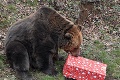 Zvieratá v košickej zoo si rozbalili vianočné darčeky: Uvidíte levicu Lauru, schuti sa zasmejete