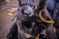 Ďalší prípad týraného psíka, ktorého zachránili v poslednej chvíli: Páska sa mu prerezala až k zubom!