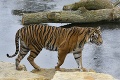 V zoo sa už tešili na mláďatko: Tigra pustili do klietky k samici, párenie sa zmenilo na horor