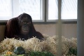 Orangutan Kiran z Bojníc si zvyká na život v Rusku: Do pozoru dal personál aj zvieracích kamošov